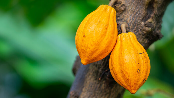What’s Hot: Easter eggs likely to get expensive as cocoa trades at a 46-year high